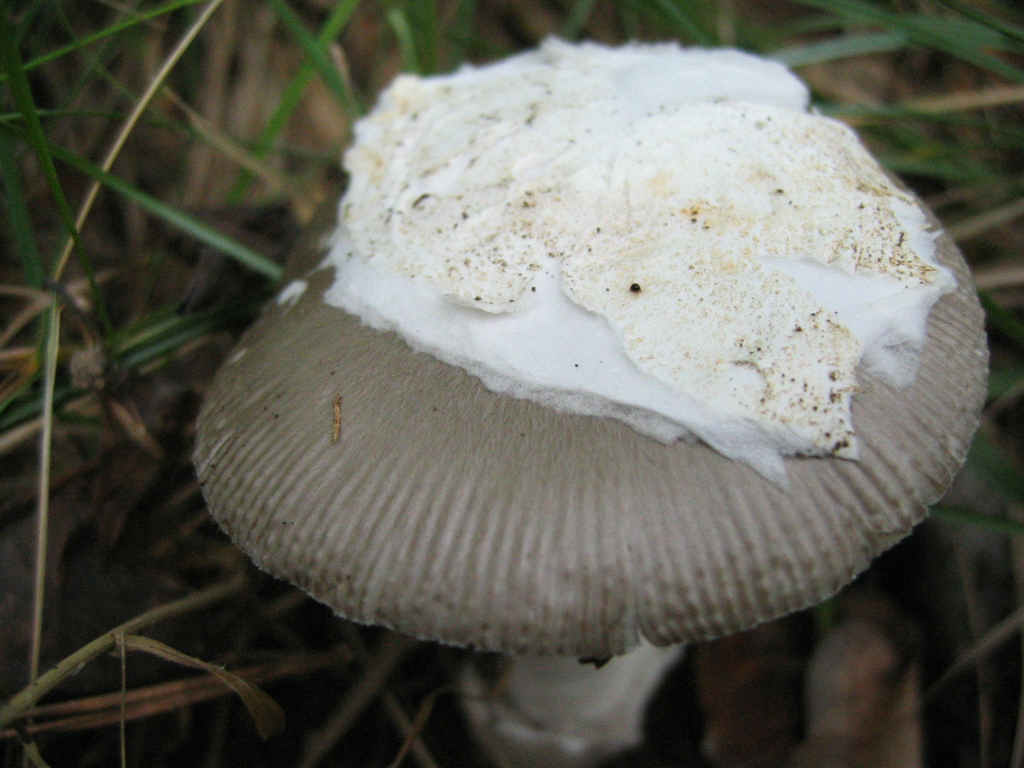 2005 :  Un anno di funghi